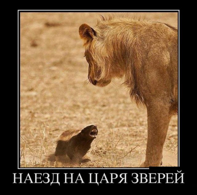 Демотиваторы