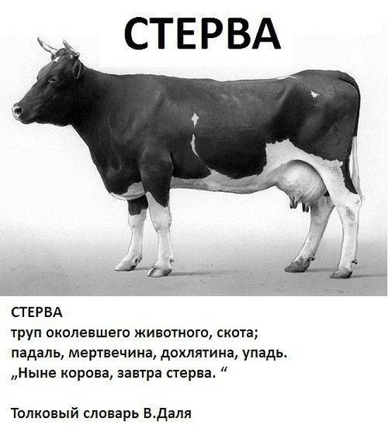 Порция картинок