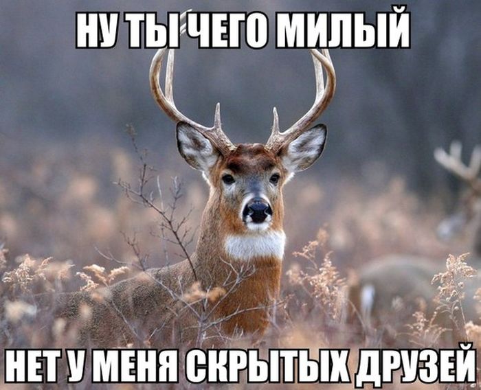 Порция картинок