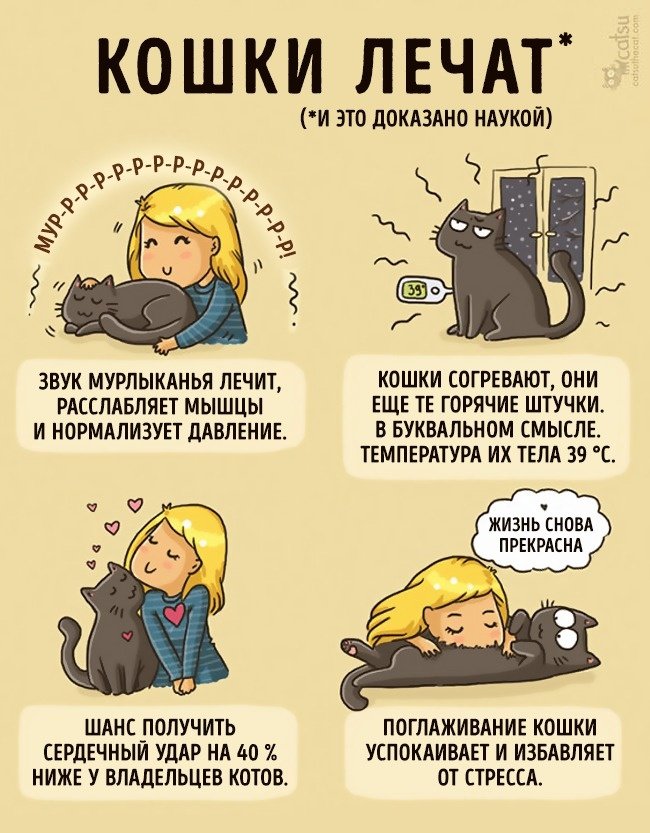 Забавные комиксы про жизнь с кошкой
