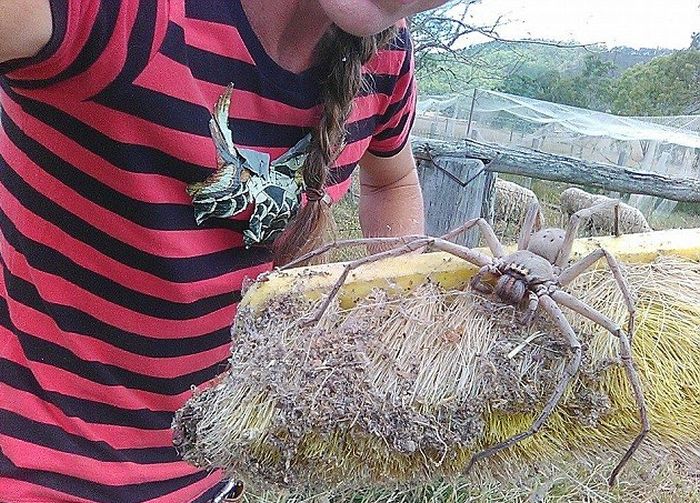 Австралийка сфотографировала самого большого в мире паука