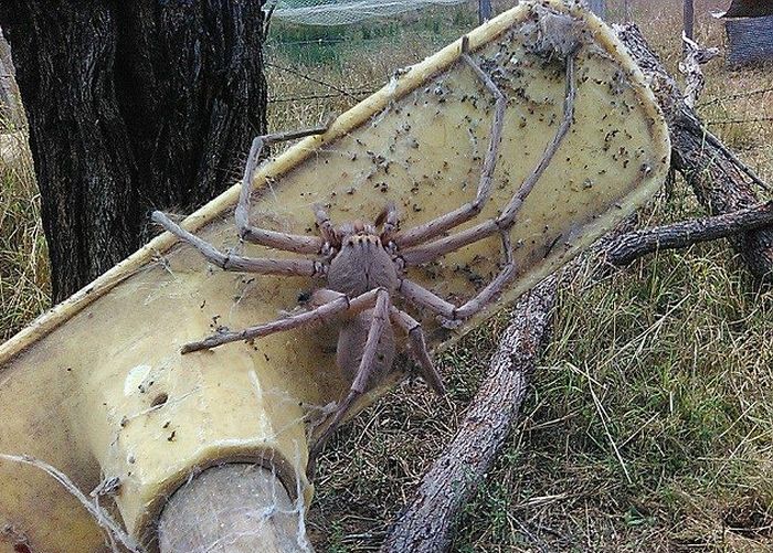 Австралийка сфотографировала самого большого в мире паука