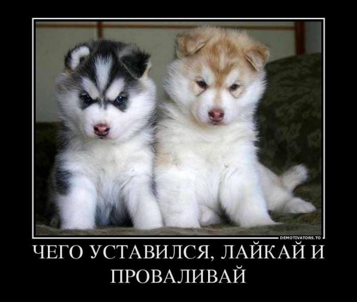Демотиваторы