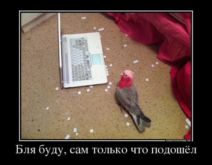 Демотиваторы