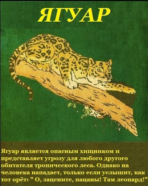 Порция картинок
