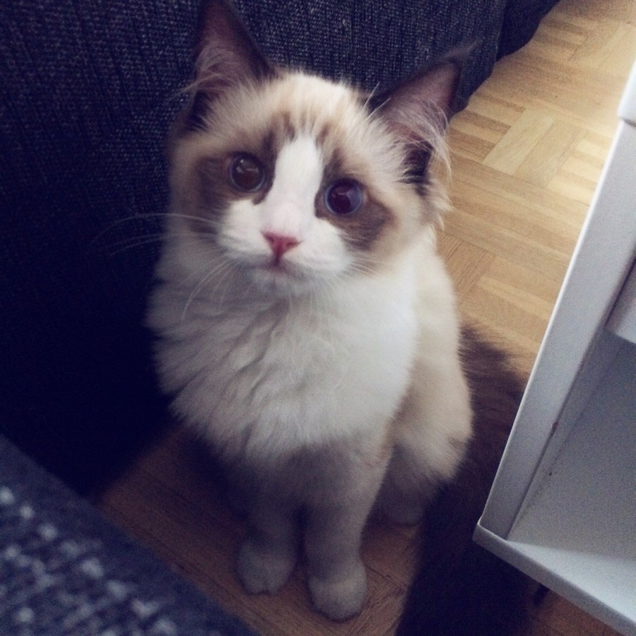 Забавные и симпатичные животные