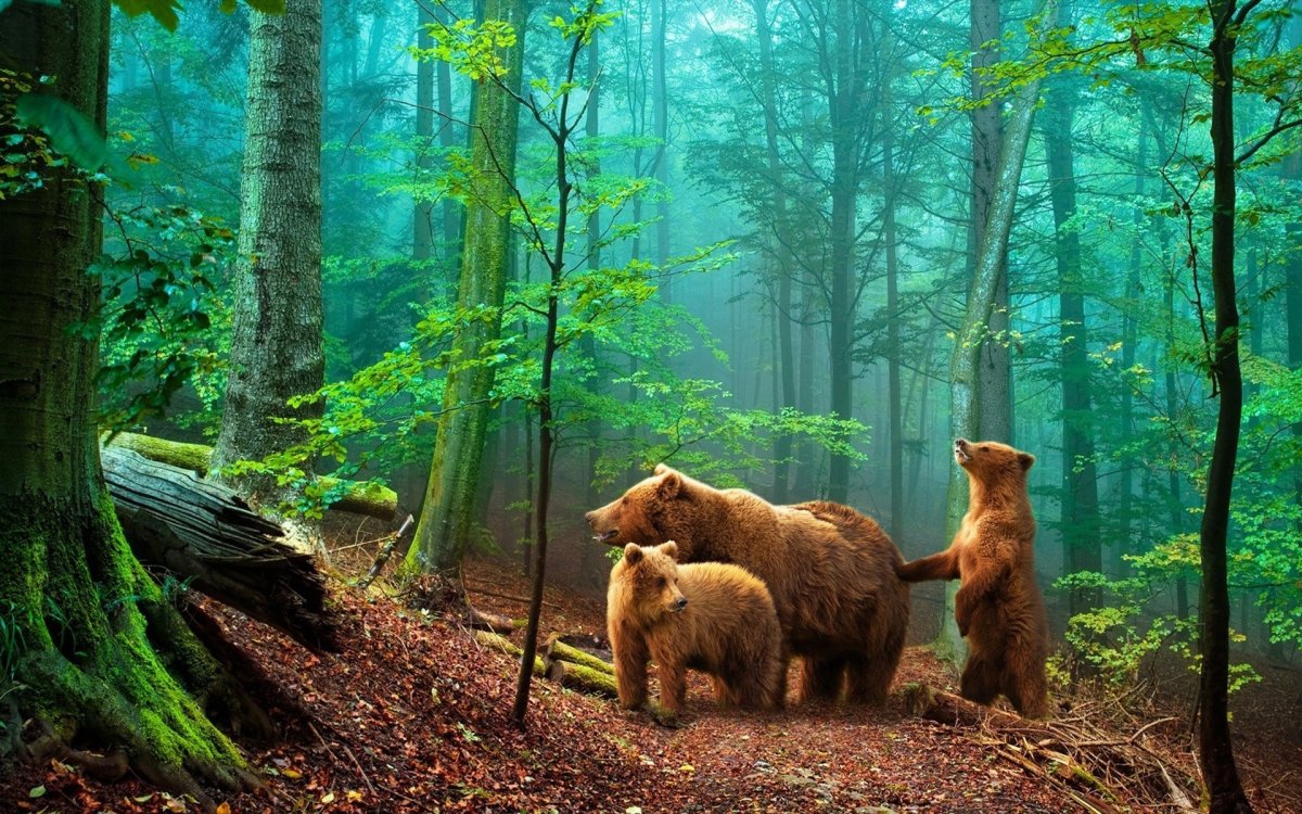 Забавные и симпатичные животные