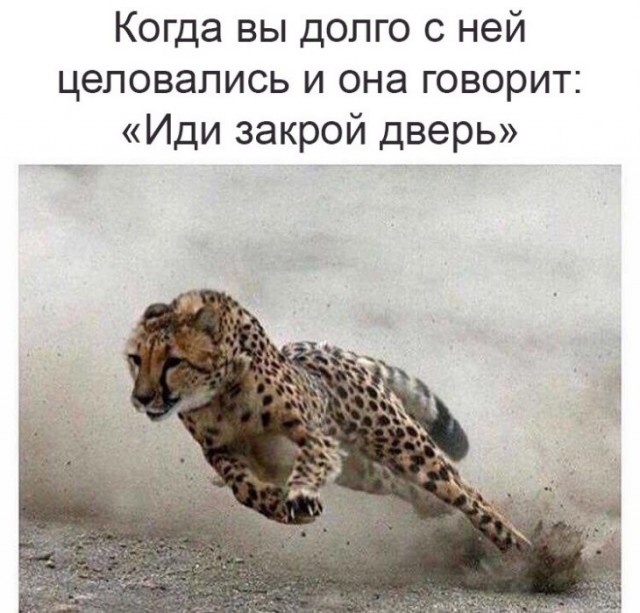 Забавные картинки без смысловой нагрузки