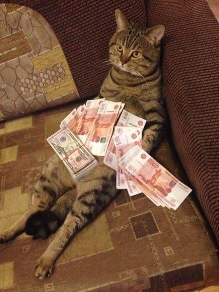 Прикольные картинки