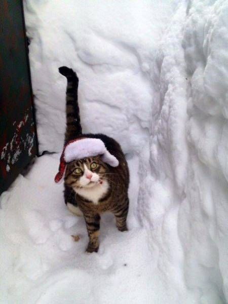 Прикольные картинки
