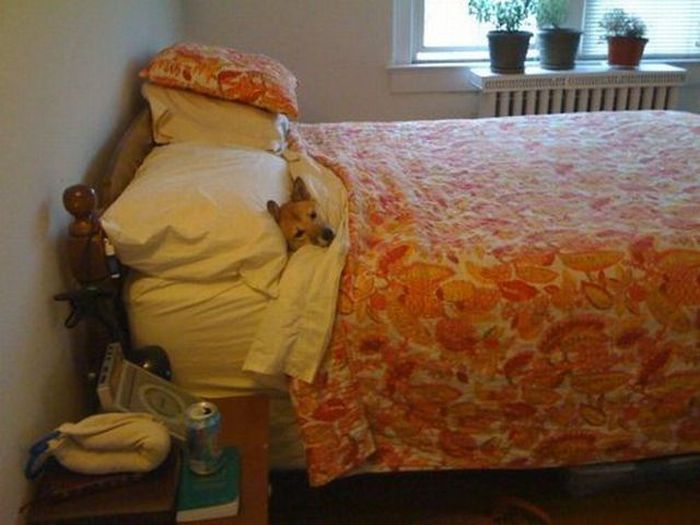 Прикольные картинки (90 фото)