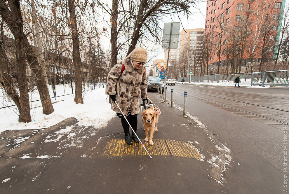 Золотые собаки