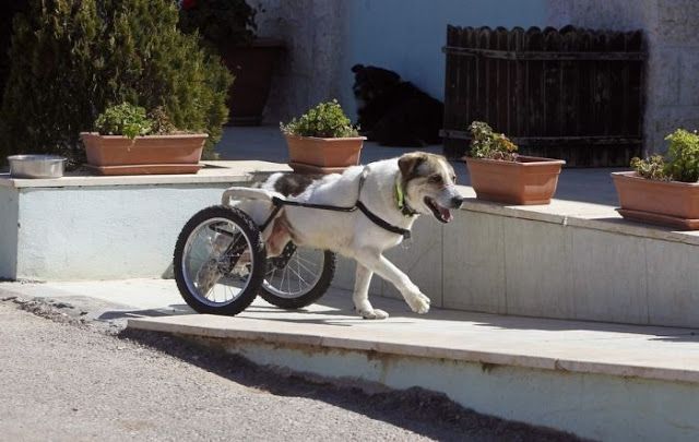 Помощь парализованному псу