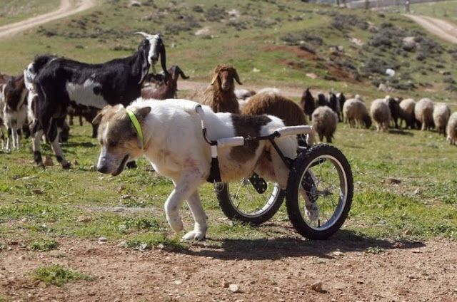 Помощь парализованному псу