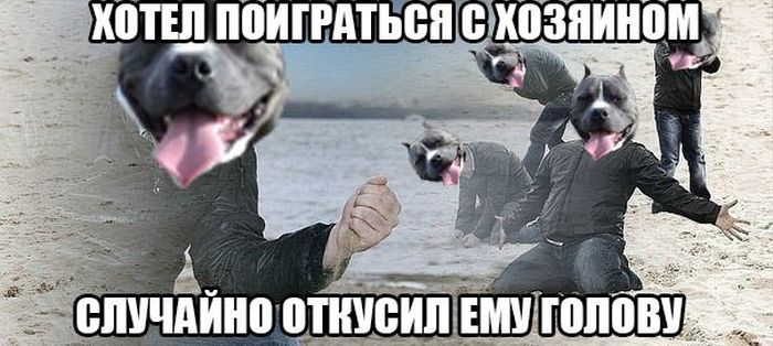 Порция картинок