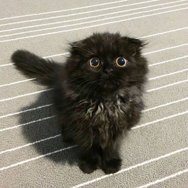 Вечно удивленный кот по кличке Гимо