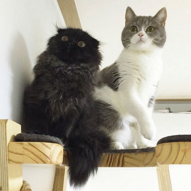Вечно удивленный кот по кличке Гимо