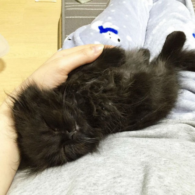 Вечно удивленный кот по кличке Гимо