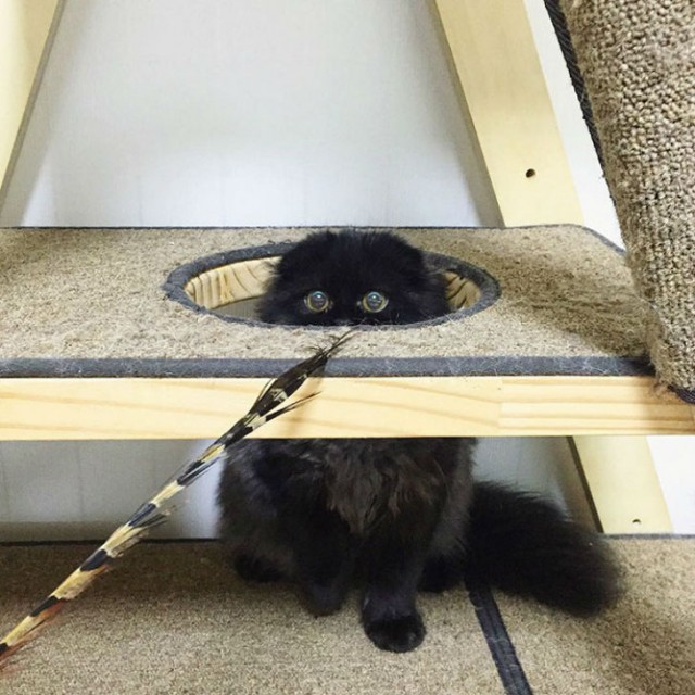 Вечно удивленный кот по кличке Гимо