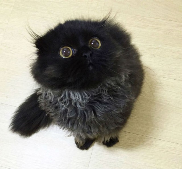 Вечно удивленный кот по кличке Гимо