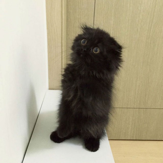 Вечно удивленный кот по кличке Гимо