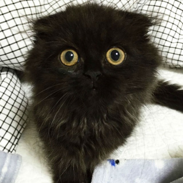 Вечно удивленный кот по кличке Гимо