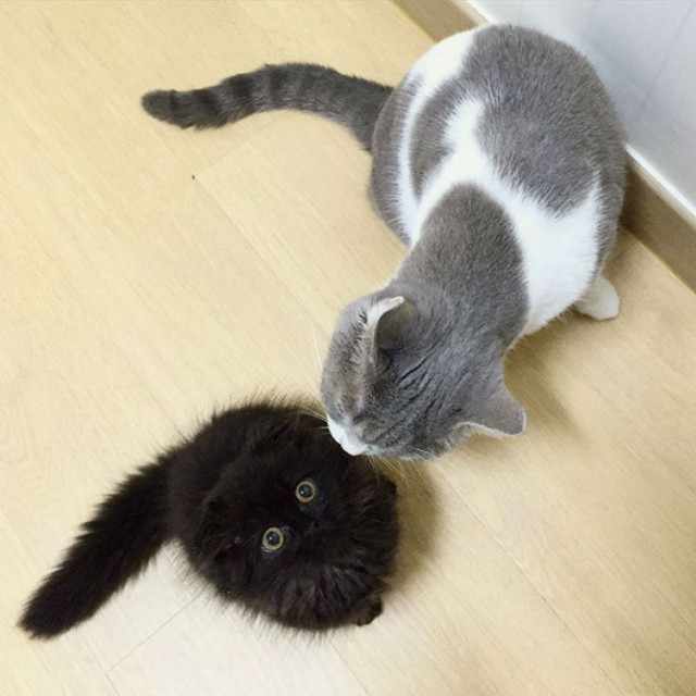 Вечно удивленный кот по кличке Гимо