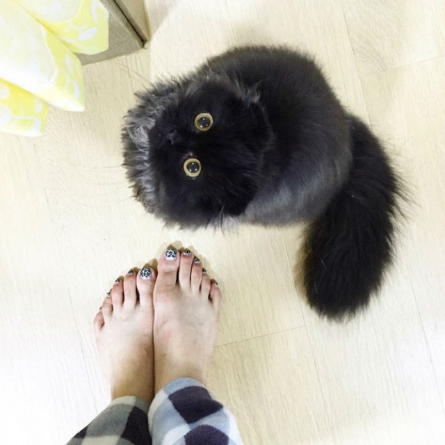 Вечно удивленный кот по кличке Гимо