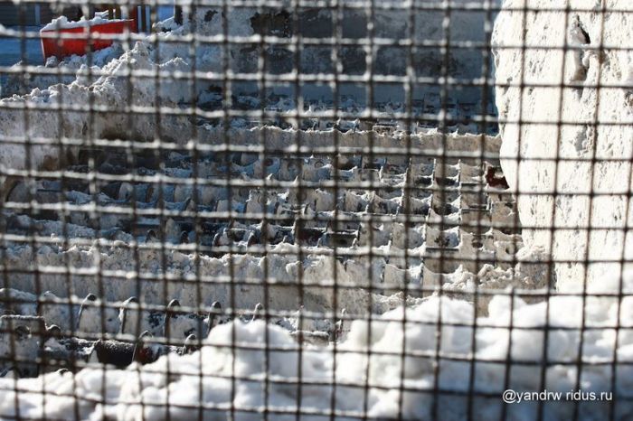 Что делают с убранным снегом? (13 фото)