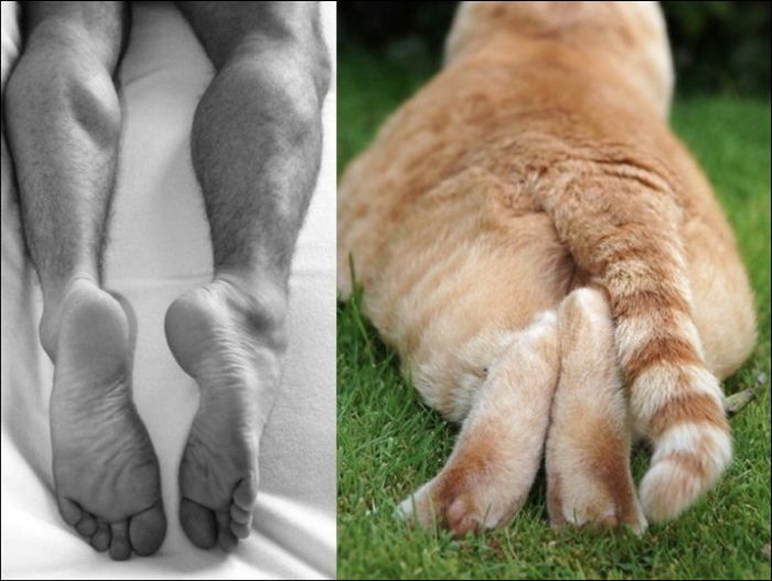 Коты и мужчины (30 фото)