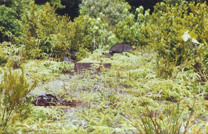 Военная техника, проглоченная дикой природой