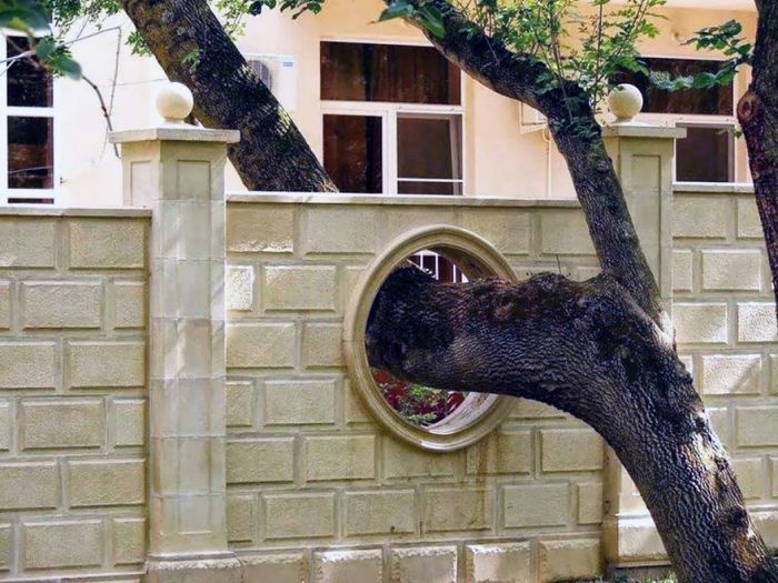 Деревья, ставшие неотъемлемой частью зданий