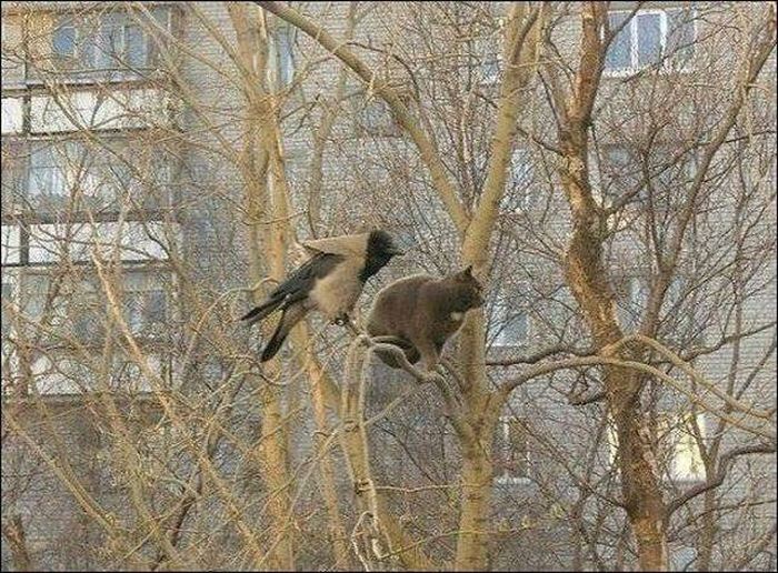 Прикольные картинки
