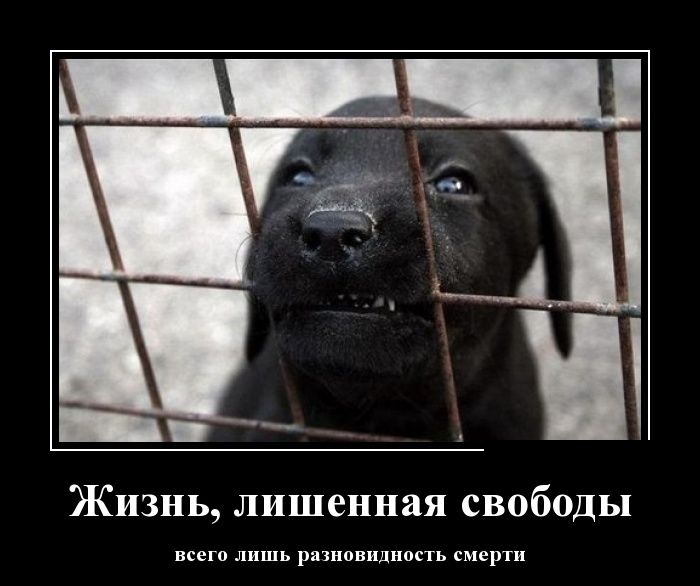 Демотиваторы