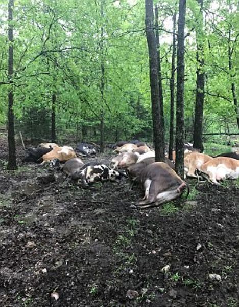 Молния убила сразу 32 коровы, нанеся фермеру серьезный ущерб