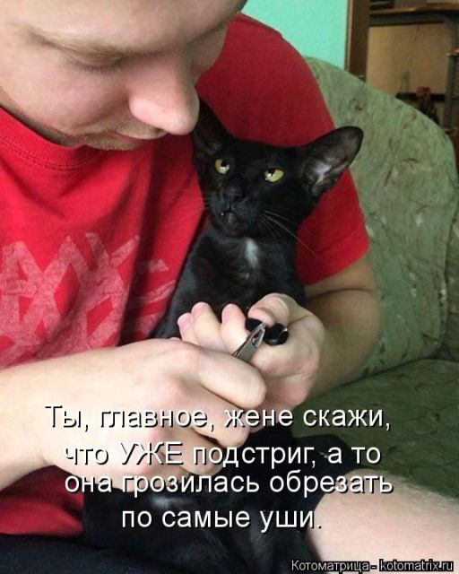Лучшие котоматрицы недели