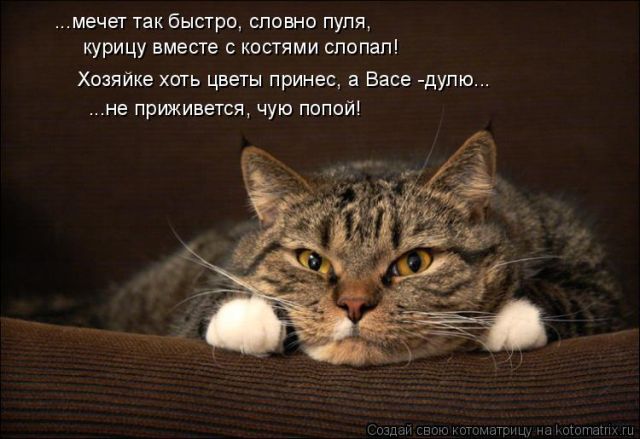 Лучшие котоматрицы недели