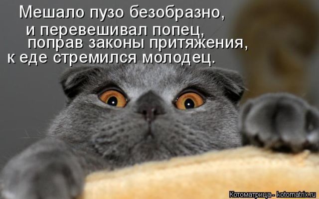 Лучшие котоматрицы недели