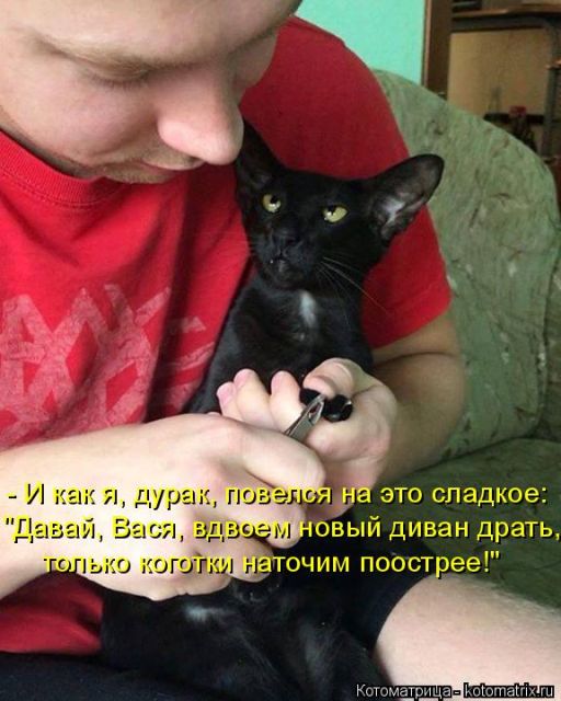 Лучшие котоматрицы недели