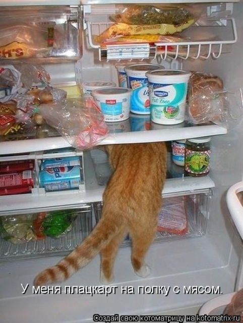 Лучшие котоматрицы недели