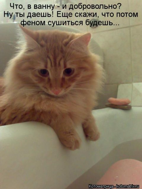 Лучшие котоматрицы недели