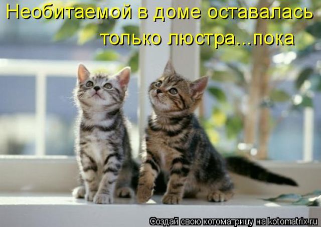 Лучшие котоматрицы недели