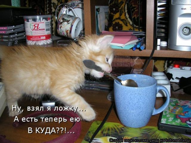 Лучшие котоматрицы недели