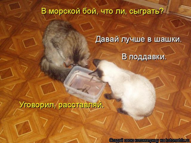 Лучшие котоматрицы недели