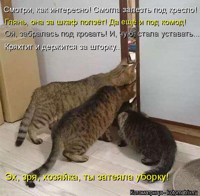 Лучшие котоматрицы недели