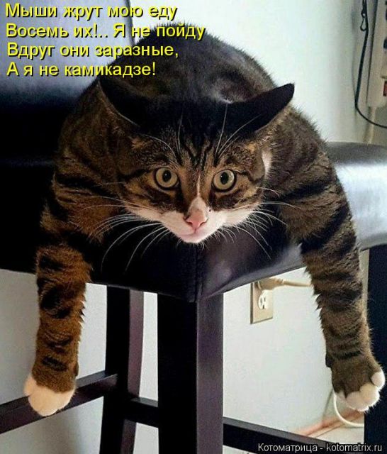 Лучшие котоматрицы недели