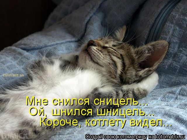 Лучшие котоматрицы недели