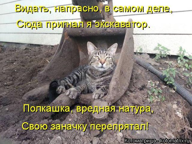 Лучшие котоматрицы недели