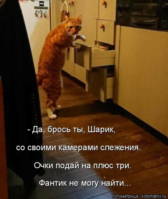 Лучшие котоматрицы недели