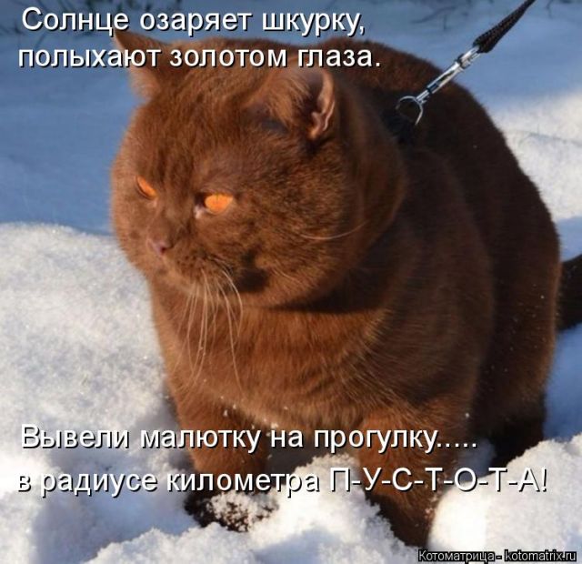 Лучшие котоматрицы недели